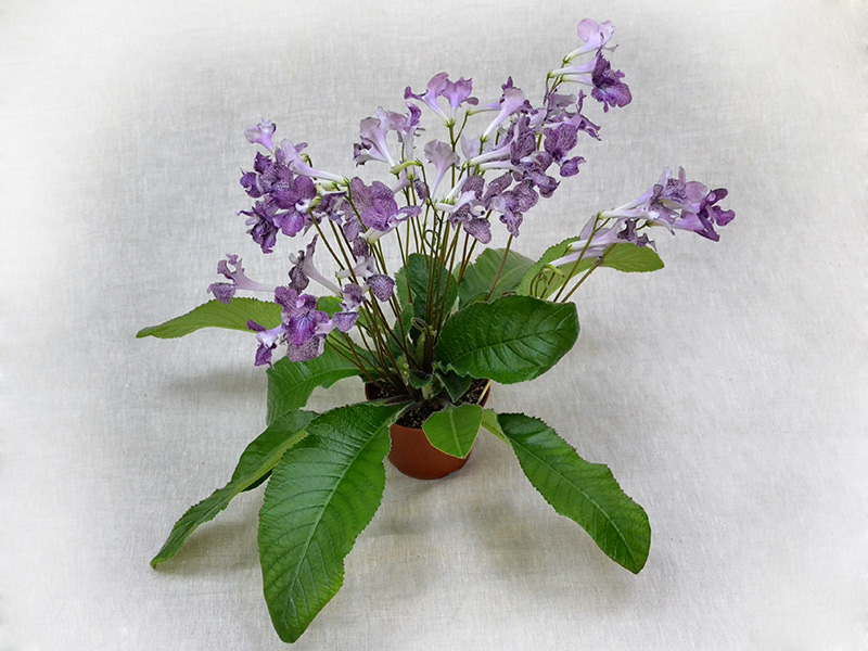 Hototogisu (K.Tanaka) колл.Н.Дорофеев)