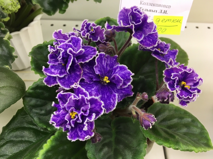 Grape Glory