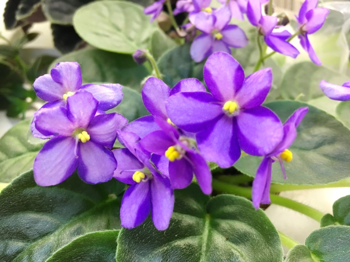 Ontario SP