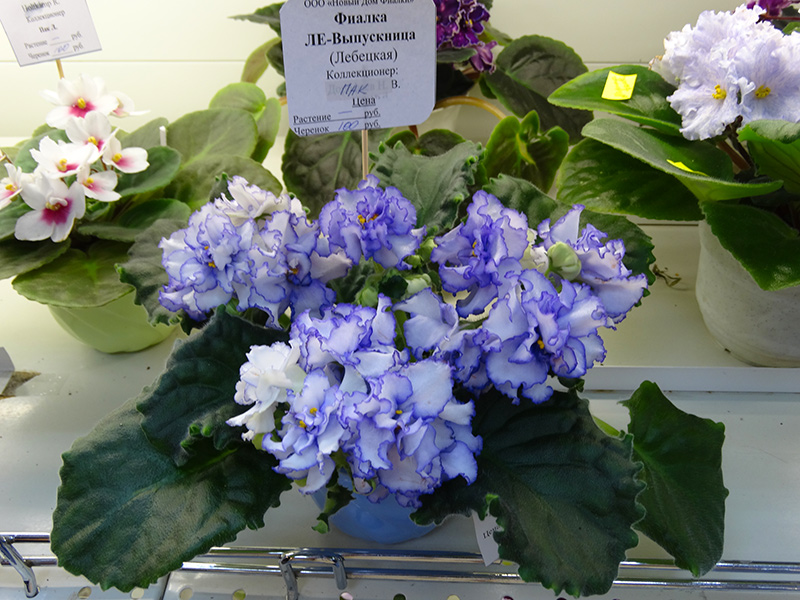DSC02416.jpg