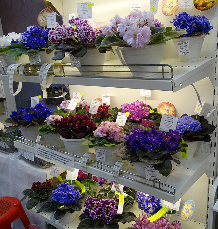 DSC02479.jpg