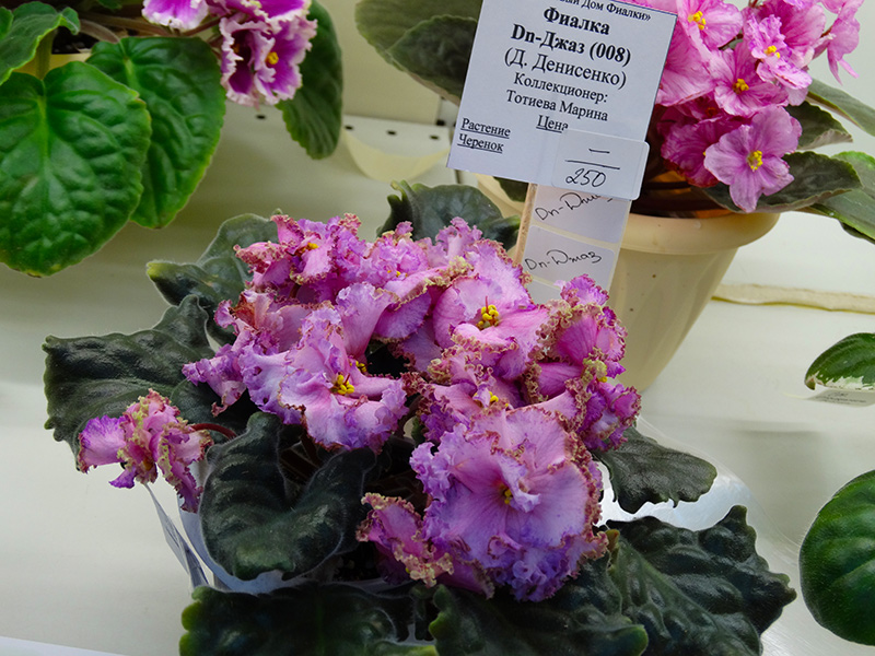 DSC02487.jpg