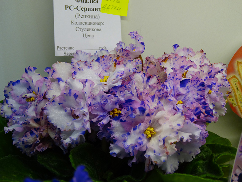 DSC02458.jpg