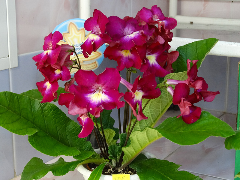 DSC02482.jpg