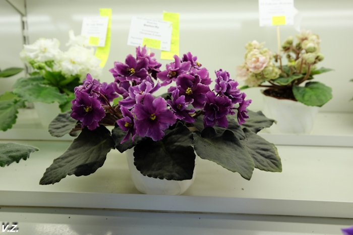DSCF6522.jpg
