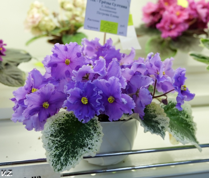 DSCF6525.jpg