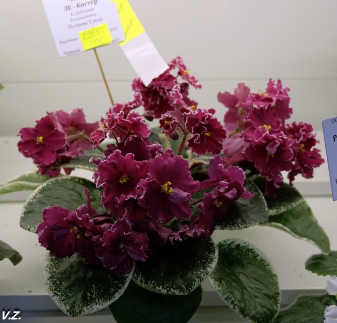DSCF6526.jpg