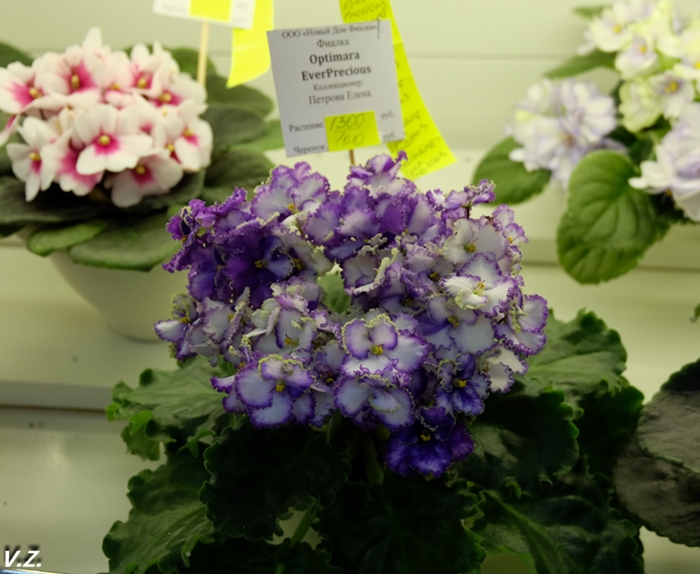 DSCF6528.jpg
