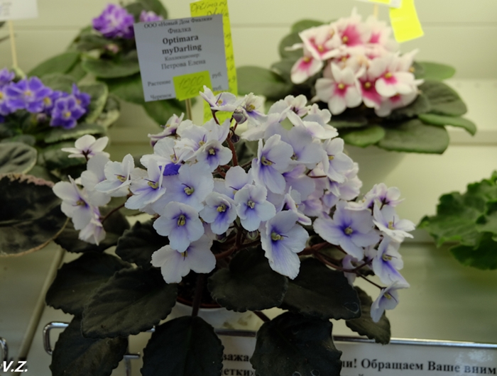 DSCF6529.jpg