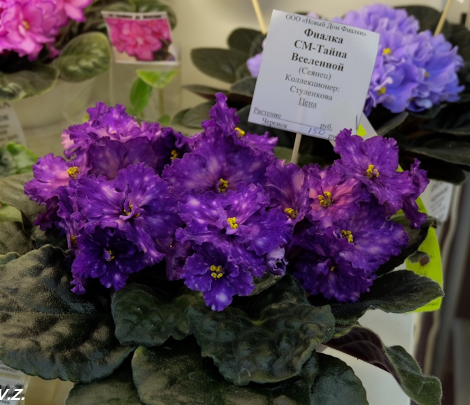 DSCF6530.jpg