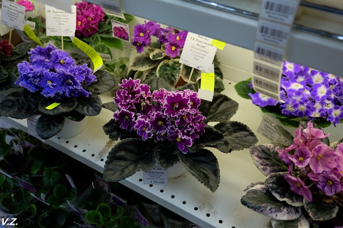 DSCF6536.jpg