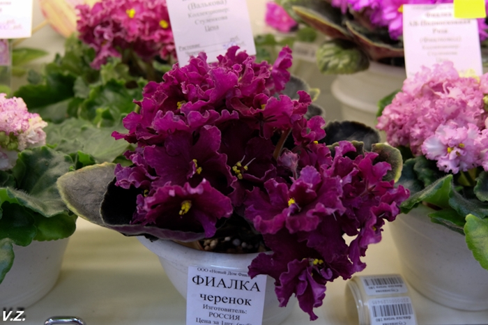 DSCF6538.jpg