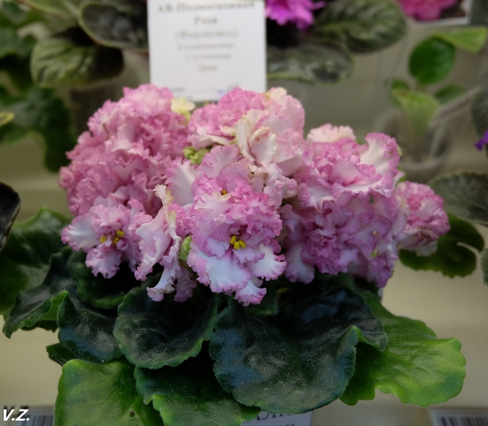 DSCF6539.jpg