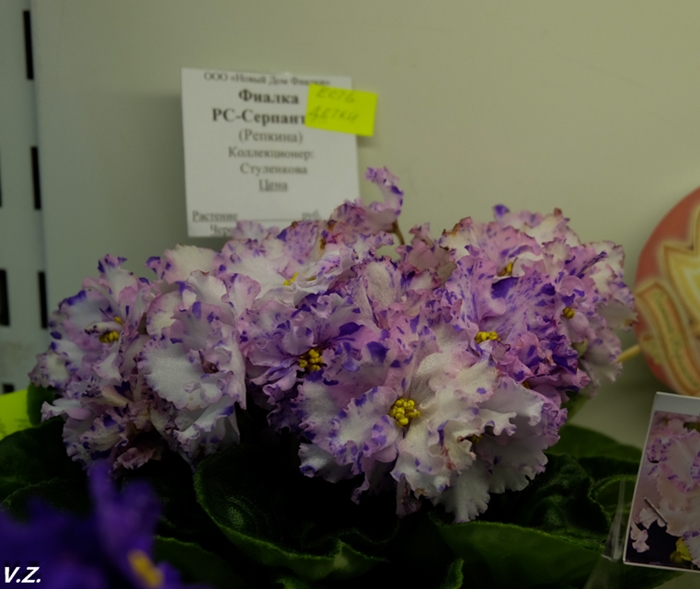 DSCF6541.jpg