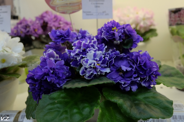 DSCF6542.jpg