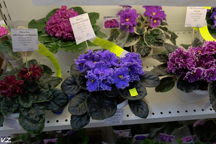 DSCF6545.jpg