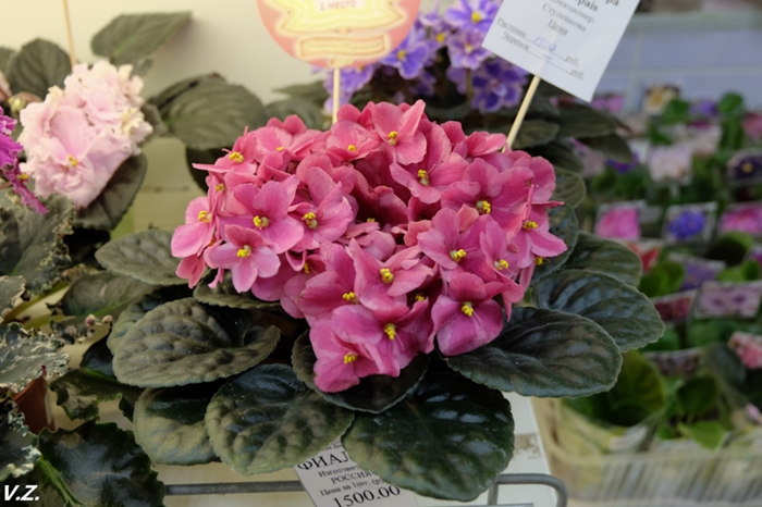 DSCF6547.jpg