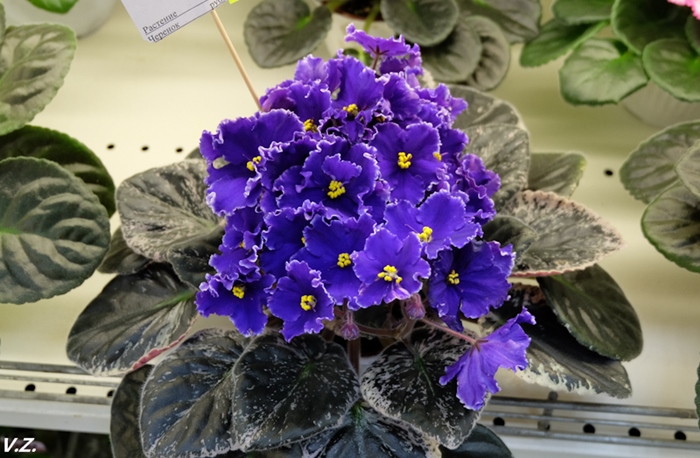 DSCF6551.jpg