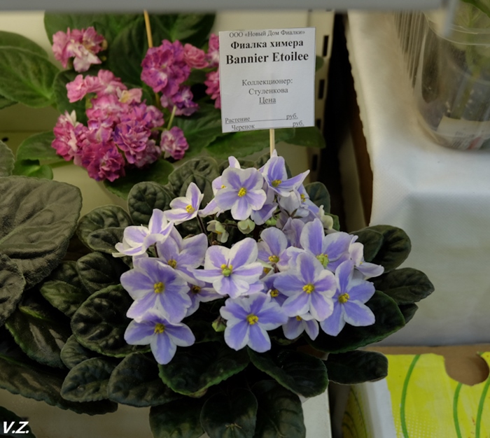 DSCF6553.jpg