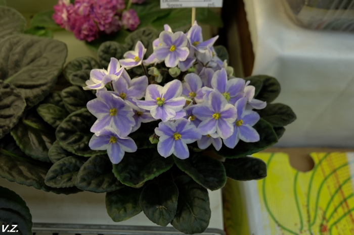 DSCF6554.jpg