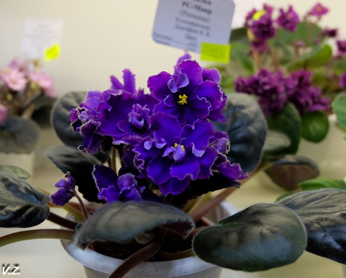 DSCF6555.jpg