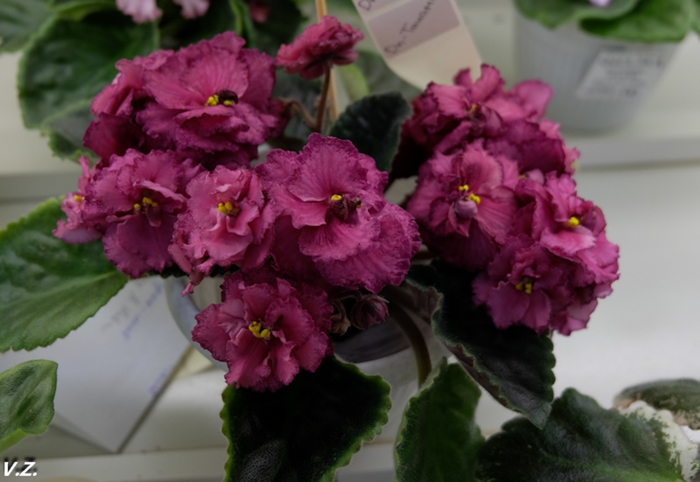 DSCF6559.jpg
