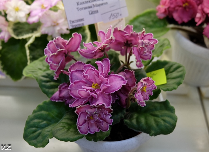 DSCF6561.jpg