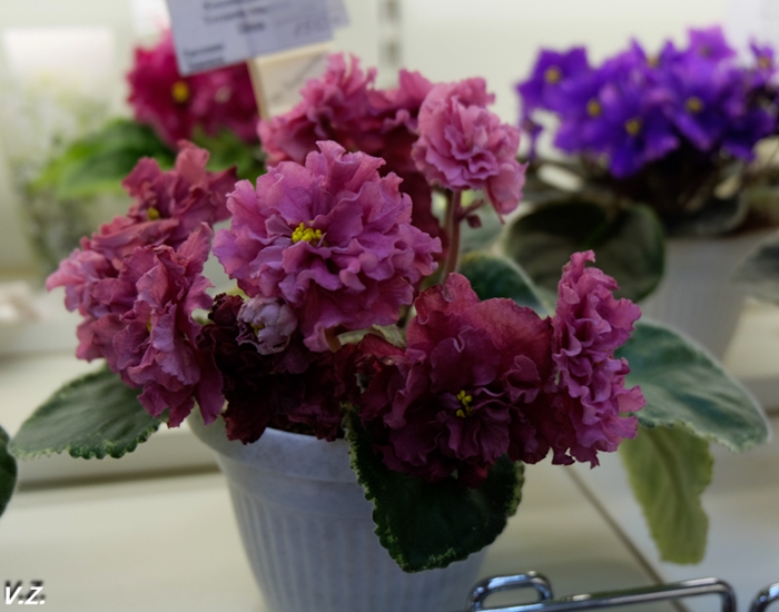 DSCF6563.jpg