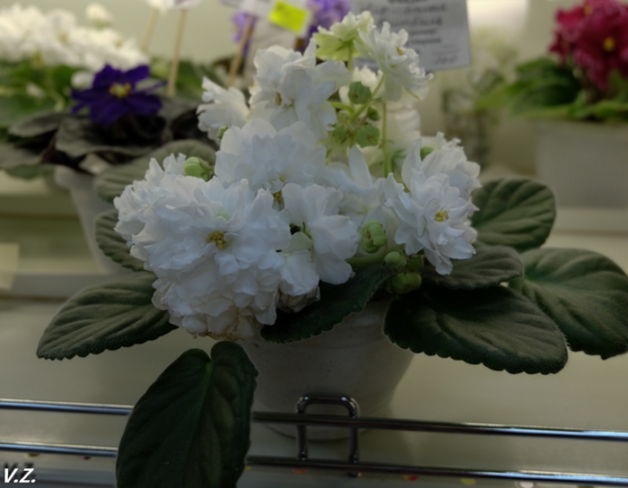 DSCF6565.jpg