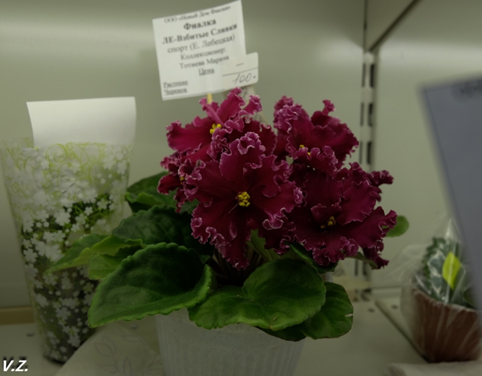DSCF6567.jpg