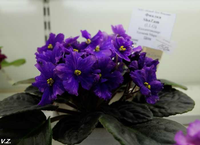 DSCF6569.jpg