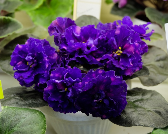 DSCF6577.jpg