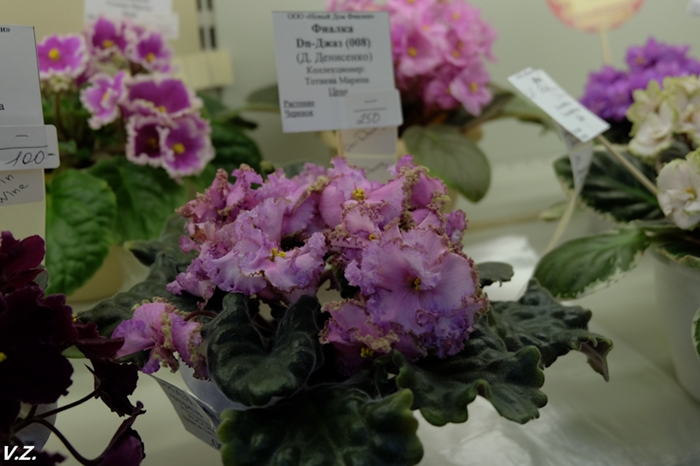 DSCF6579.jpg