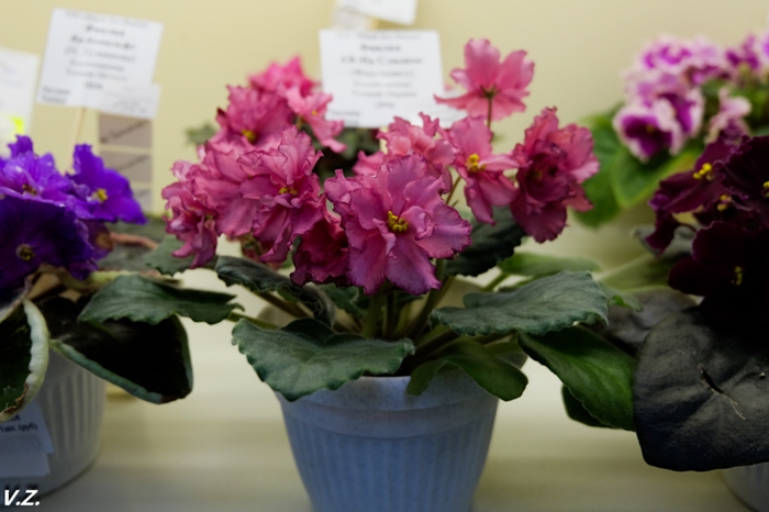 DSCF6585.jpg
