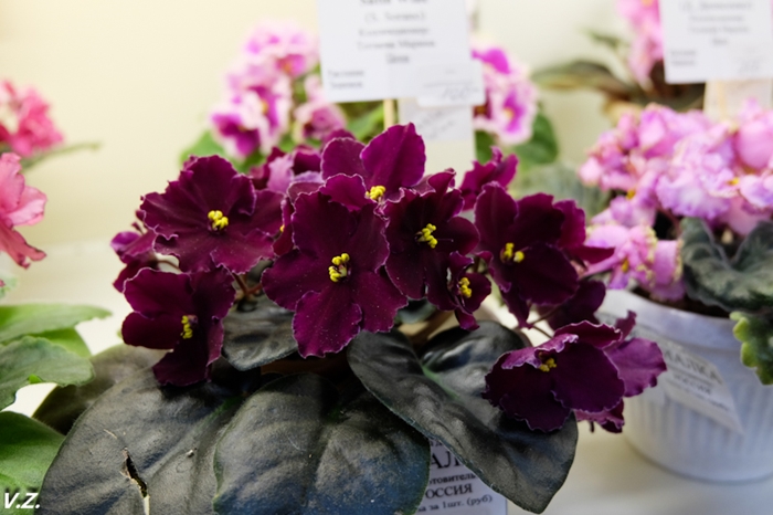 DSCF6586.jpg