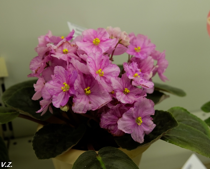 DSCF6589.jpg