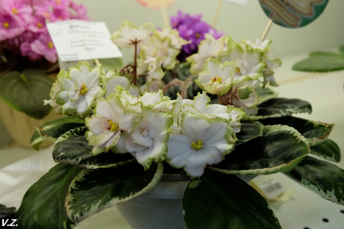 DSCF6592.jpg