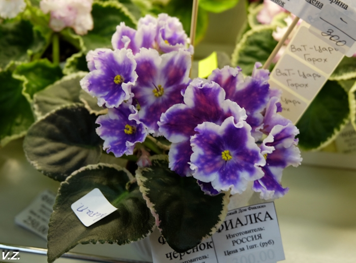 DSCF6597.jpg