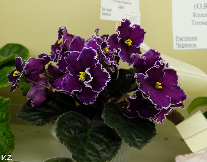 DSCF6604.jpg