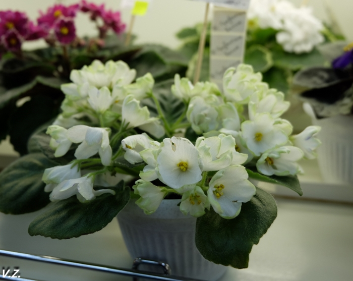 DSCF6636.jpg