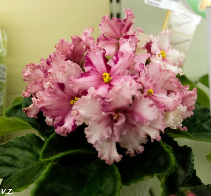 DSCF6641.jpg