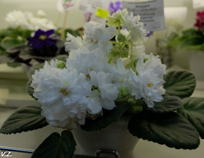DSCF6600.jpg