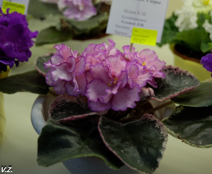 DSCF6608.jpg