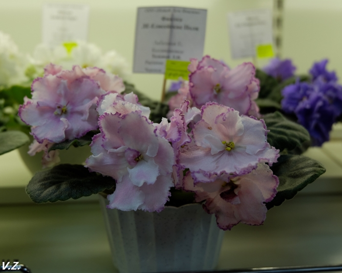 DSCF6625.jpg