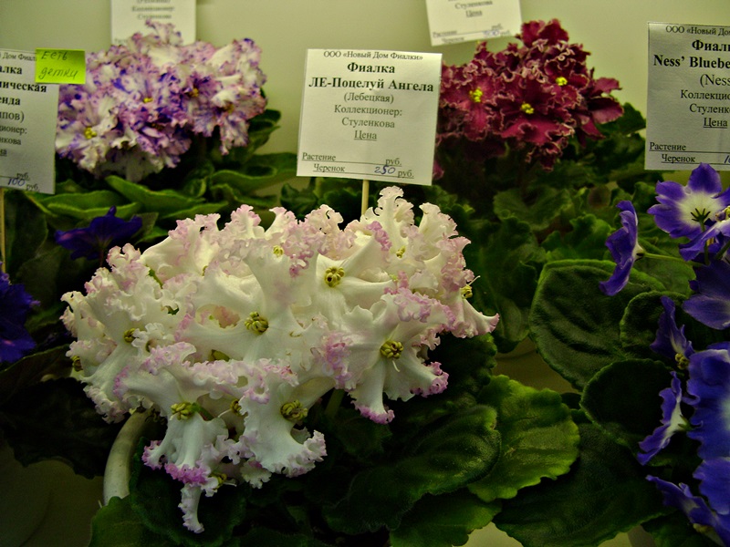 DSC00651=дф.JPG