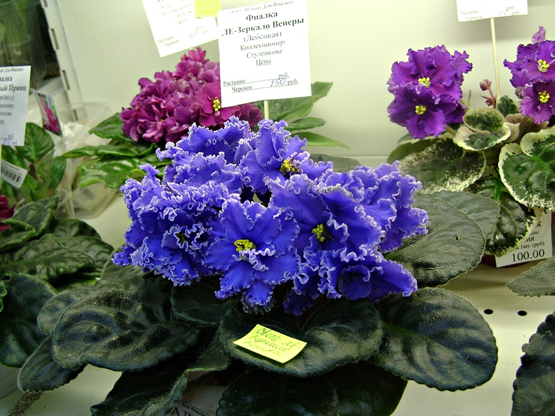DSC00650дф.JPG