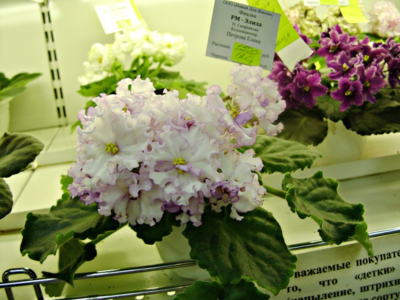 DSC00642дф.JPG
