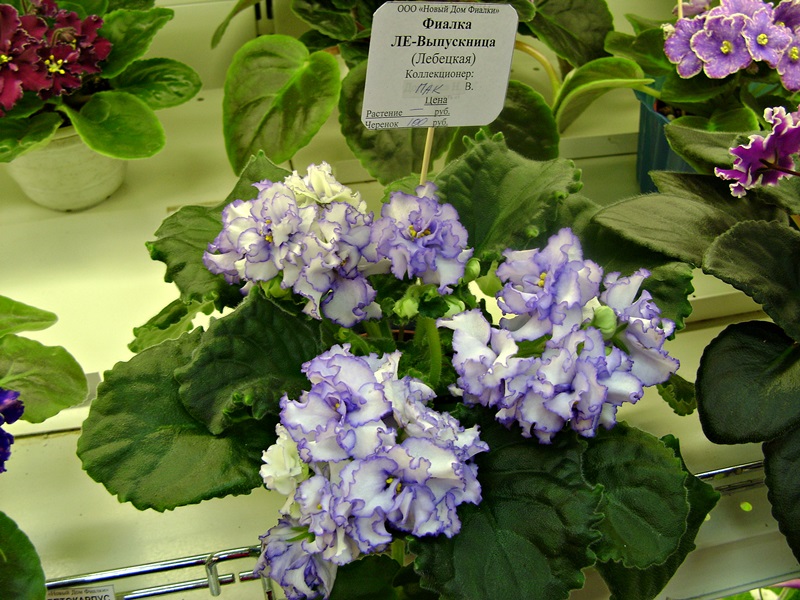 DSC00623дф.JPG