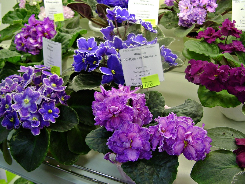 DSC00610дф.JPG