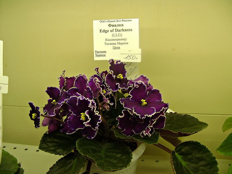 DSC00602дф.JPG